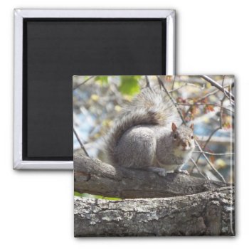 Cute Squirrel On A Branch Magnet by RenderlyYours at Zazzle