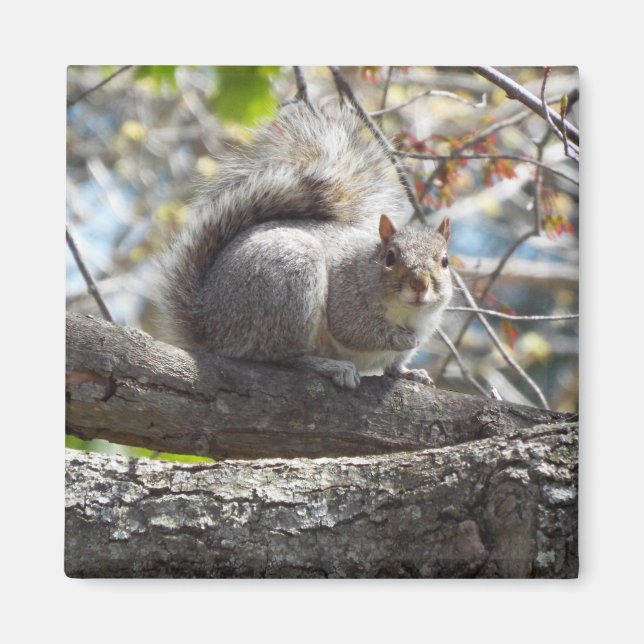 Cute Squirrel on a Branch Magnet (Front)
