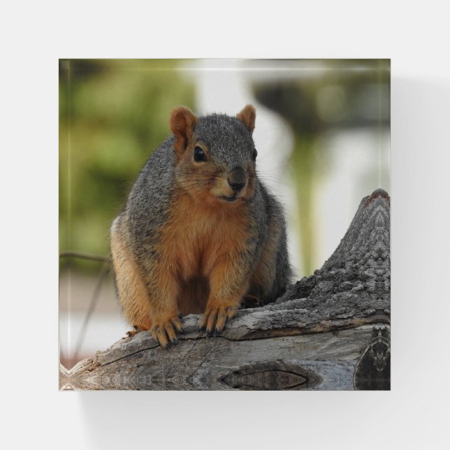 Cute Squirrel on a Tree Branch Paperweight (Front)