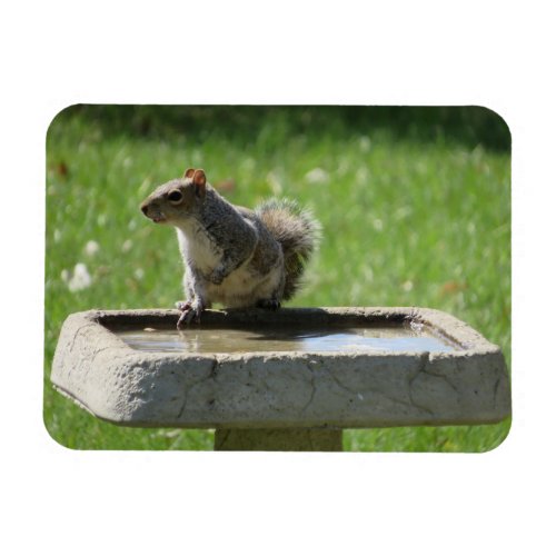 Cute Squirrel on Bird Bath Magnet