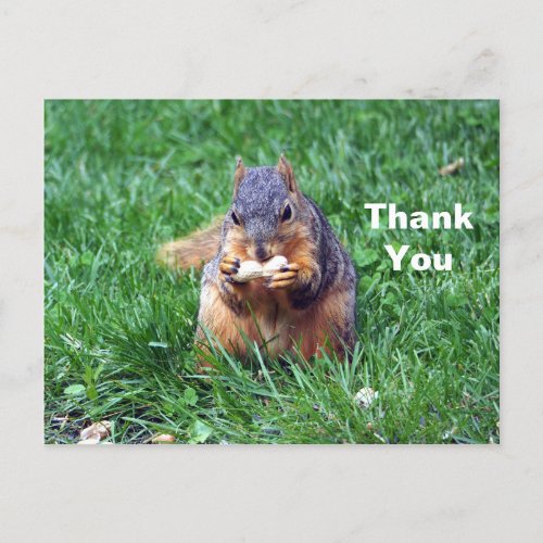 Cute Squirrel Peanut Photo Thank You Postcard