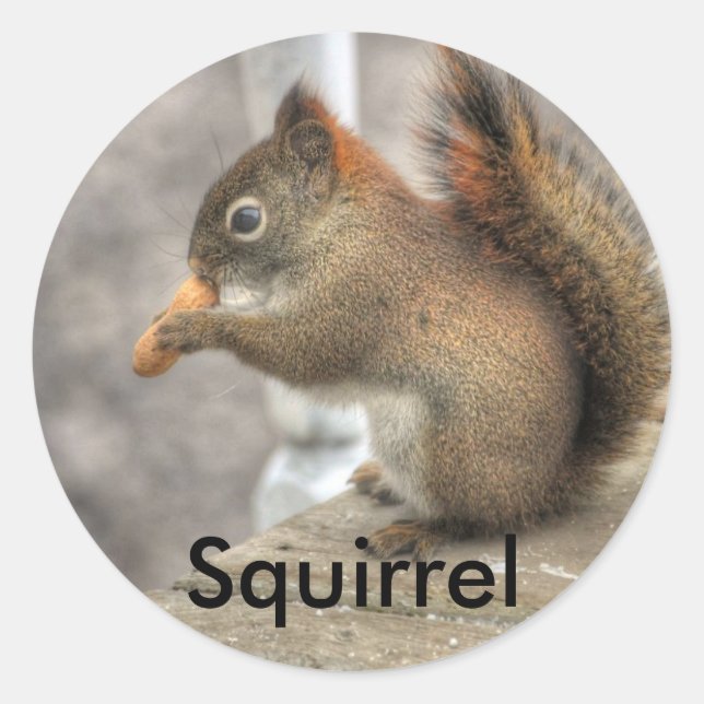 Cute Squirrel & Peanut Wildlife Photo Classic Round Sticker (Front)