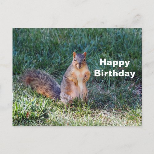 Cute Squirrel Photo Birthday Postcard