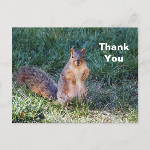 Cute Squirrel Photo Thank You Postcard