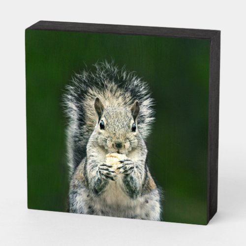 Cute Squirrel Photo Wildlife Photography Wooden Box Sign