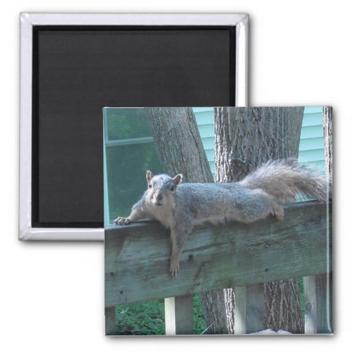 Cute Squirrel Photograph Kitchen Magnet