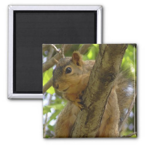 Cute Squirrel Photography Kitchen Magnet