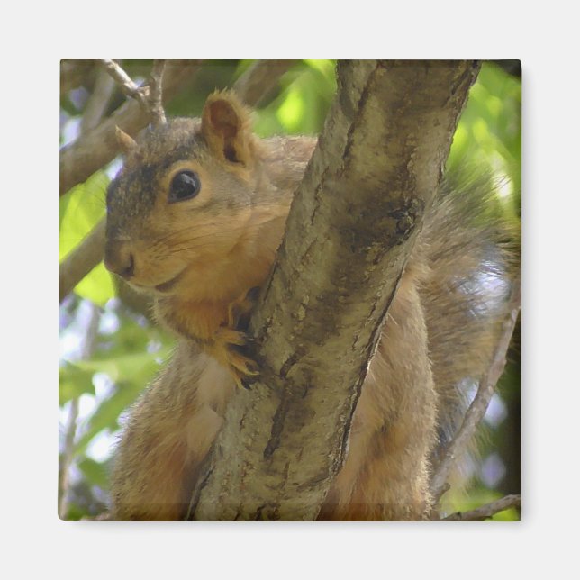 Cute Squirrel Photography Kitchen Magnet (Front)