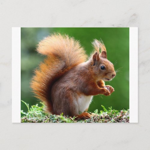 Cute Squirrel Picture Postcard