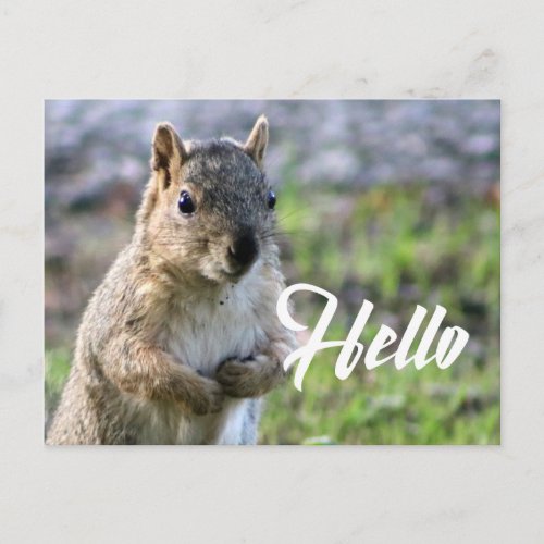 cute squirrel post card_ hellohigreeting postcard