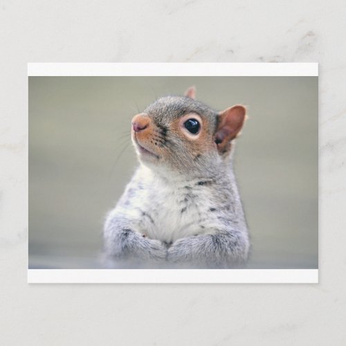 Cute Squirrel Postcard