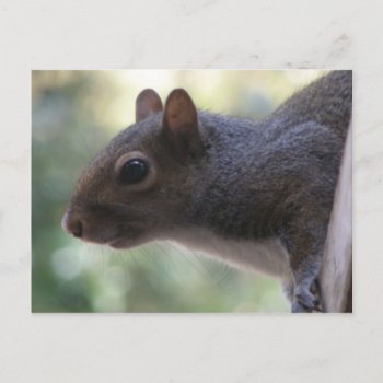 Cute Squirrel Postcard by KELLBELL535 at Zazzle