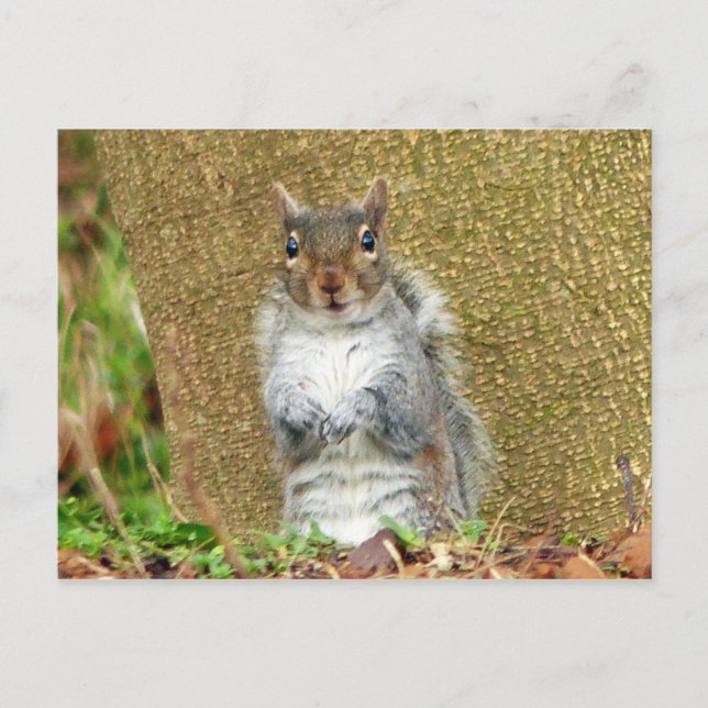 Cute Squirrel Postcard (Front)
