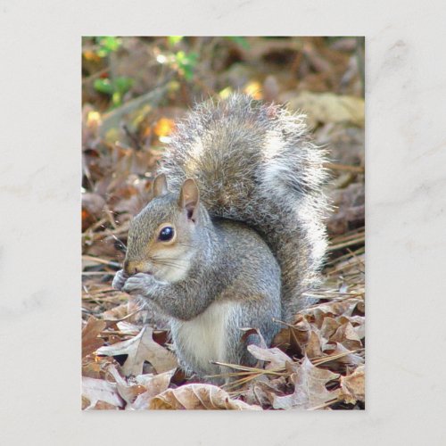 Cute Squirrel Postcard