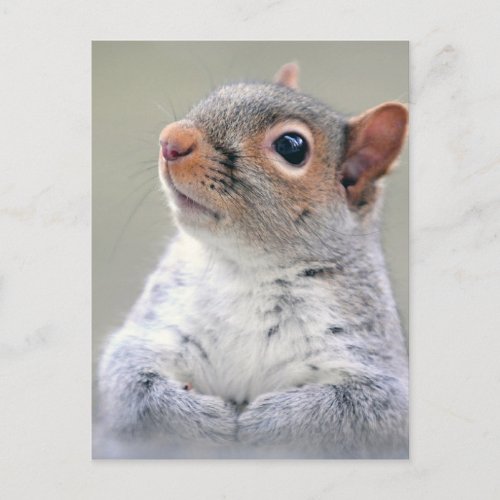 Cute Squirrel Postcard