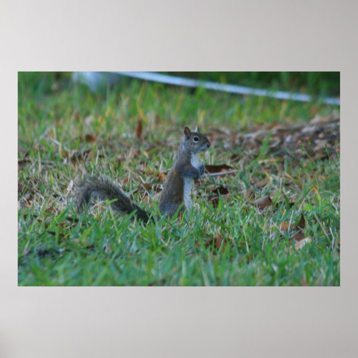 Cute Squirrel Print