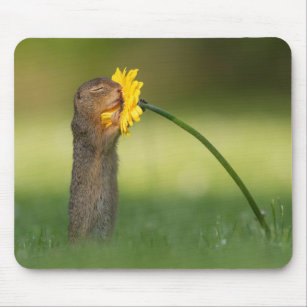 Cute Squirrel Smelling Dandelion Flower Mouse Pad
