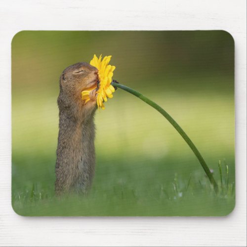 Cute Squirrel Smelling Dandelion Flower Mouse Pad
