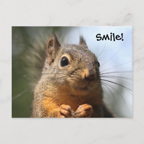 Cute Squirrel Smiling Closeup Photo Postcard