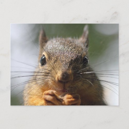 Cute Squirrel Smiling Macro Photo Postcard