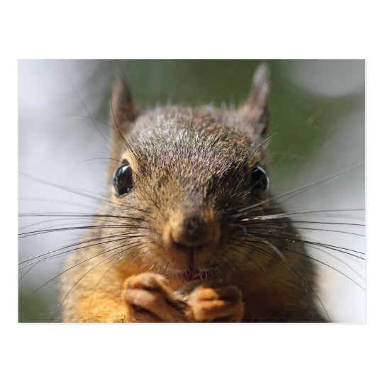 Cute Squirrel Smiling Macro Photo Postcard