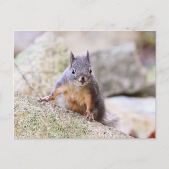 Cute Squirrel Staring Postcard (Front)