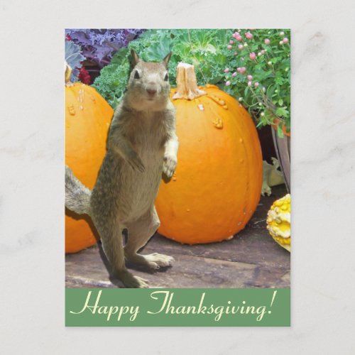 Cute Squirrel Thanksgiving Holiday Postcard