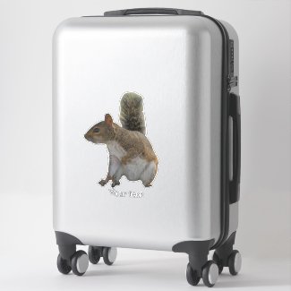 Cute squirrel wild animal