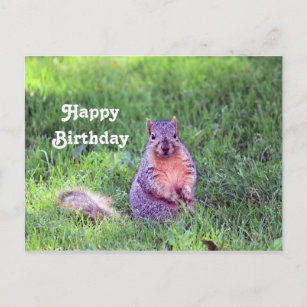 Cute Squirrel Wildlife Photo Birthday Postcard