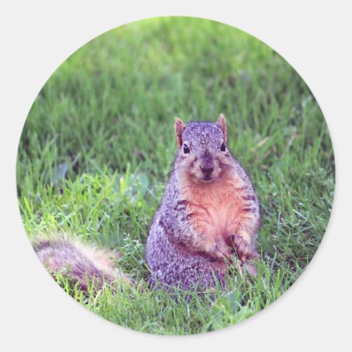 Cute Squirrel Wildlife Photo Classic Round Sticker