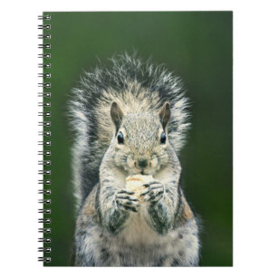 Cute Squirrel Wildlife Photography  Notebook