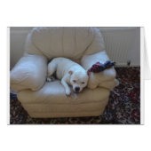 Cute staffie (Front Horizontal)