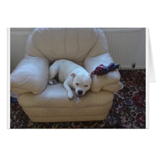 Cute staffie (Front Horizontal)