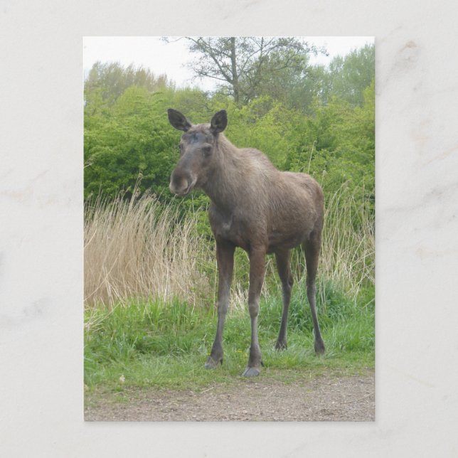 Cute Standing Moose DIY Postcard (Front)