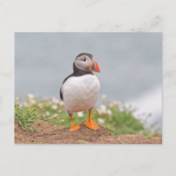 Cute Standing Puffin Postcard by Welshpixels at Zazzle