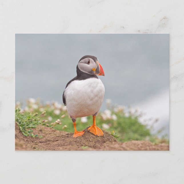 Cute Standing Puffin Postcard (Front)
