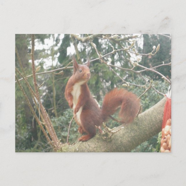 Cute Standing Squirrel DIY Postcard (Front)