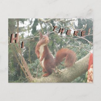 Cute Standing Squirrel HELLO Postcard