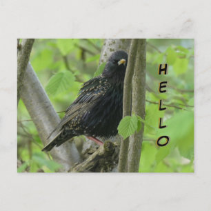 Cute Starling Cust. HELLO Postcard