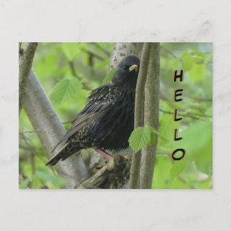 Cute Starling Cust. HELLO Postcard