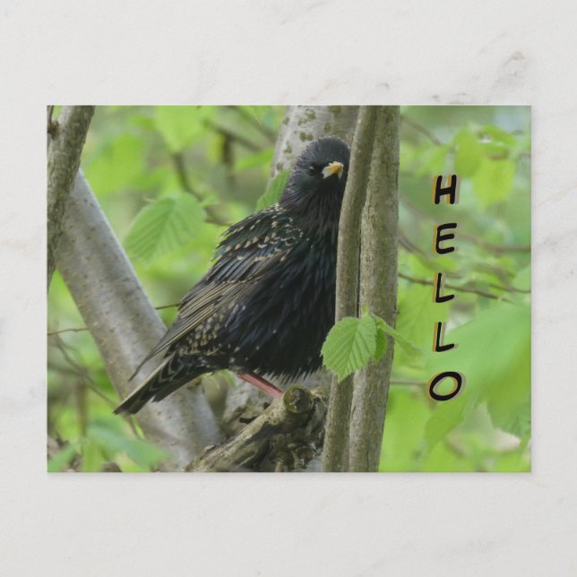 Cute Starling Cust. HELLO Postcard (Front)