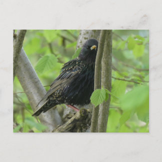 Cute Starling DIY Postcard