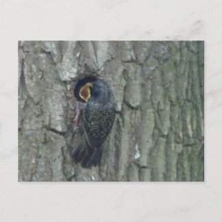 Cute Starling with Youngling DIY Postcard