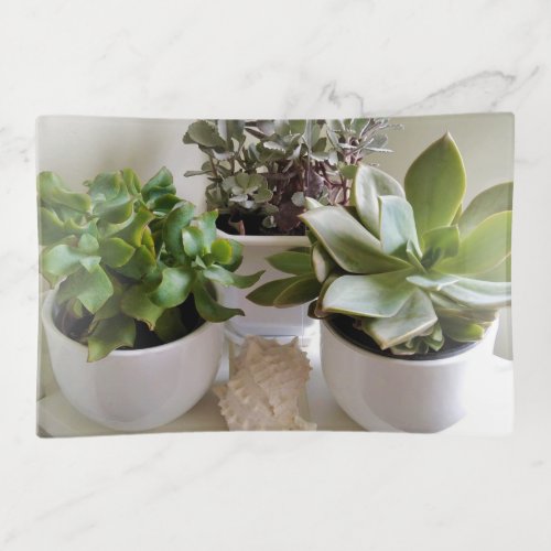 Cute Succulents in White with Seashell Trinket Tray