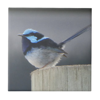 Cute Superb Fairywren Ceramic Tile