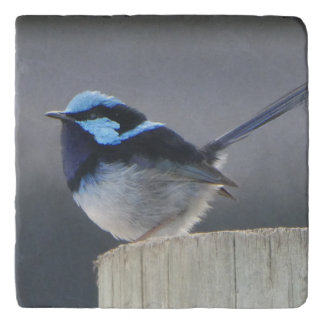 Cute Superb Fairywren Trivet