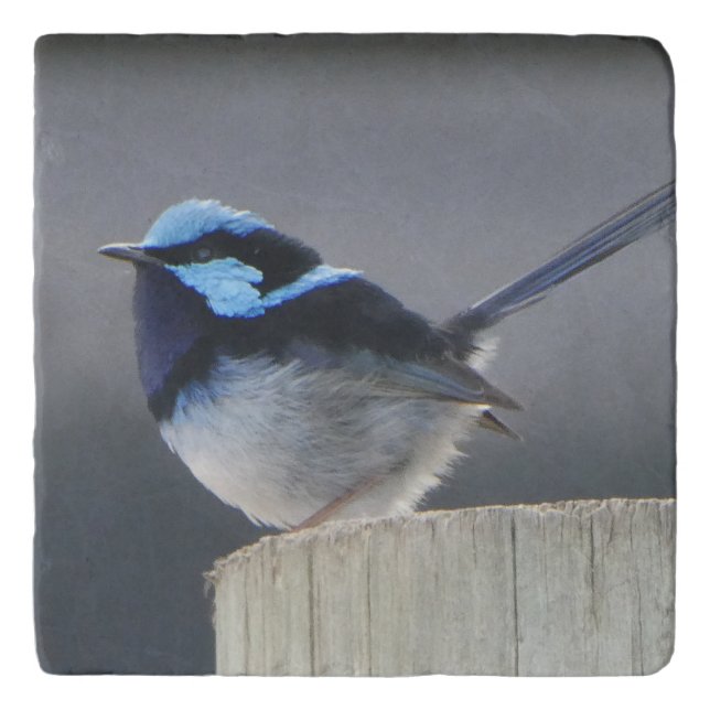 Cute Superb Fairywren Trivet (Front)