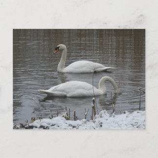 Cute Swans in Winter DIY Postcard