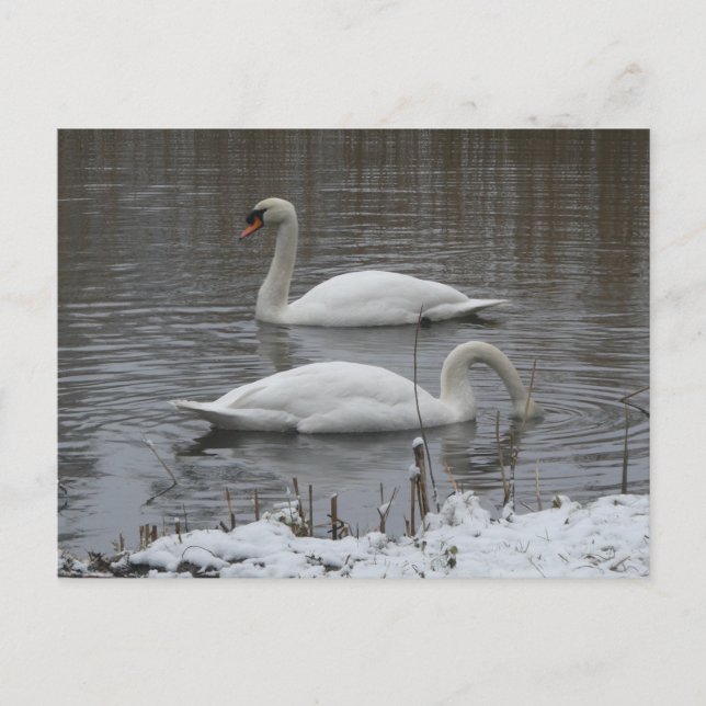 Cute Swans in Winter DIY Postcard (Front)