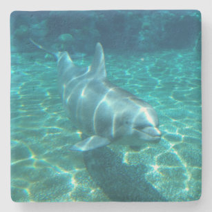 Cute Swimming Dolphin Stone Coaster